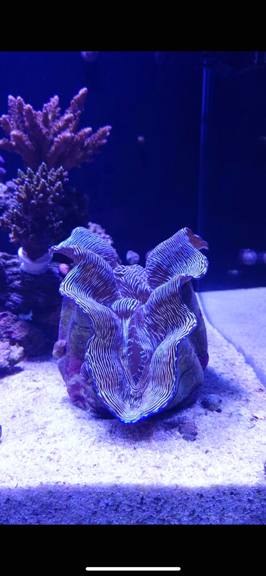 Invertebrados :: OceansReef